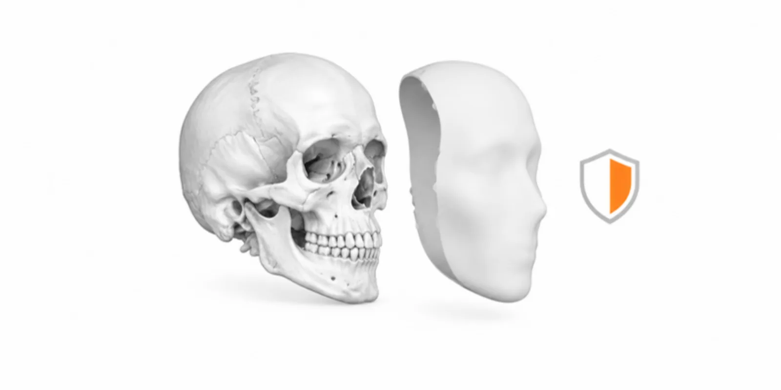 A head CT bone reconstruction of a skull beside a smooth featureless skin shell