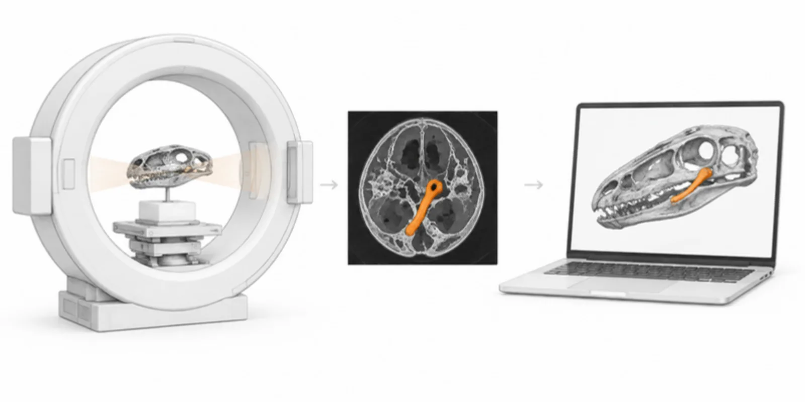A small fossil skull inside a micro-CT scanner ring, a slice beside it and the rendered 3D model on a laptop