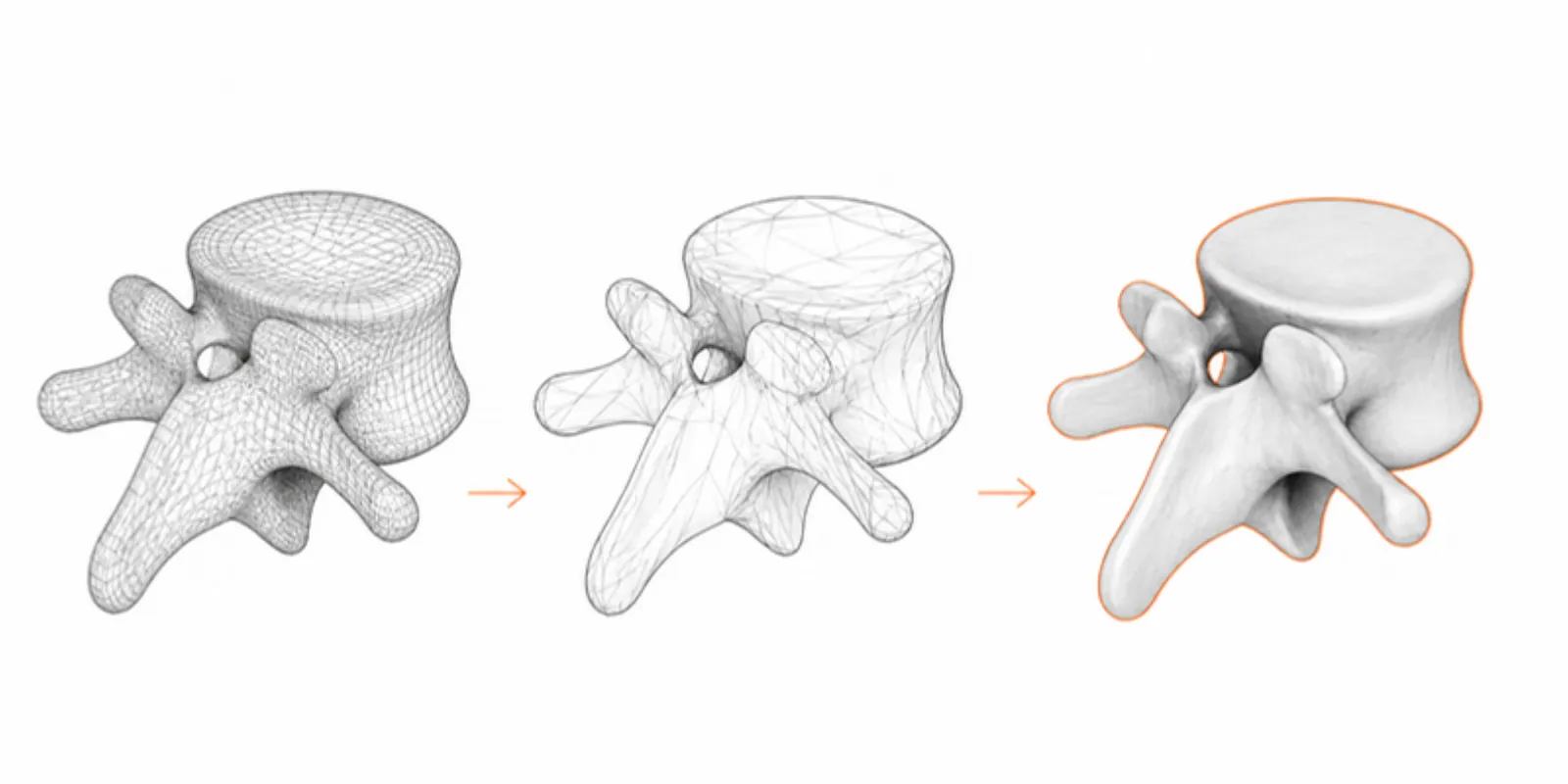 A vertebra model going from a dense mesh to a lighter mesh with the same shape
